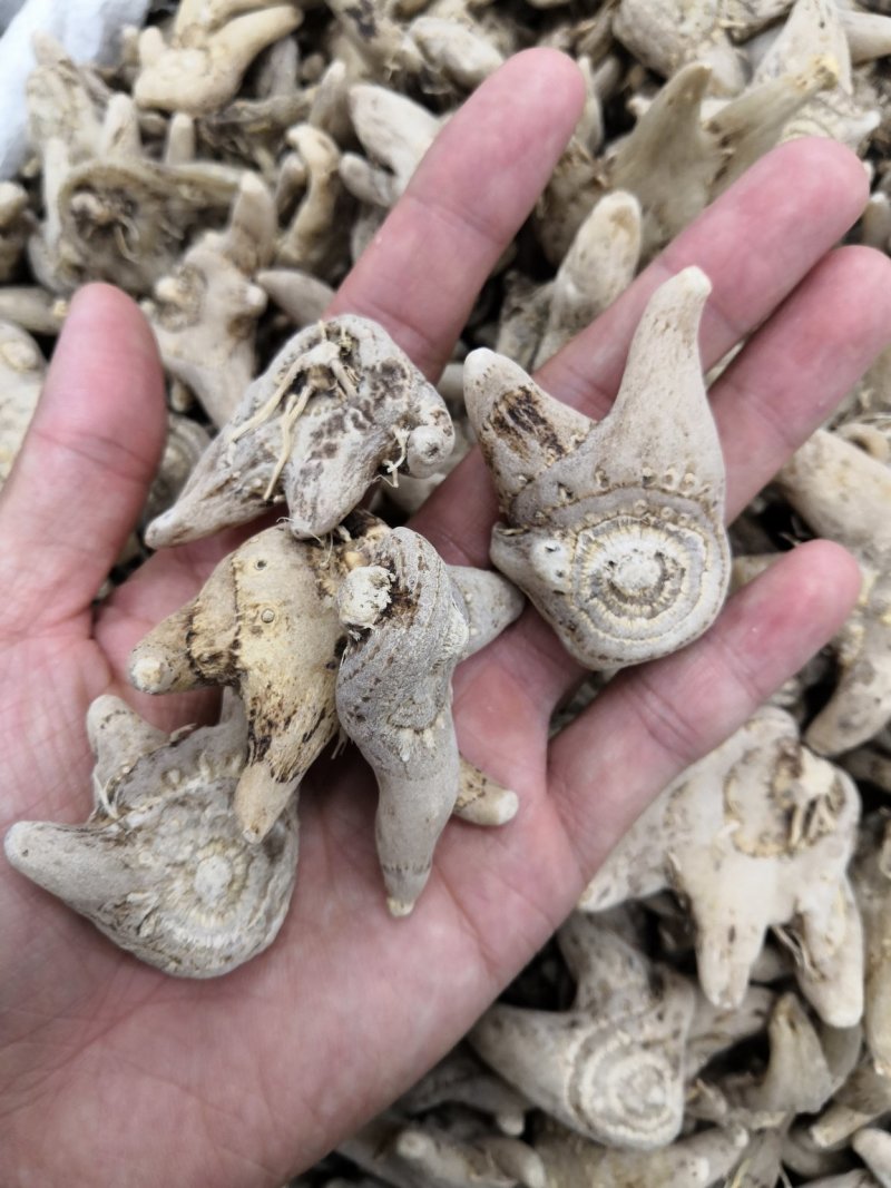 中药材三叉白及白芨白芨片子各种规格新货