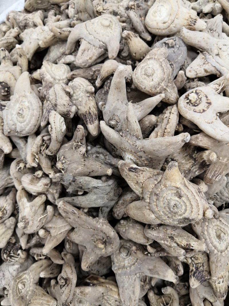 中药材三叉白及白芨白芨片子各种规格新货