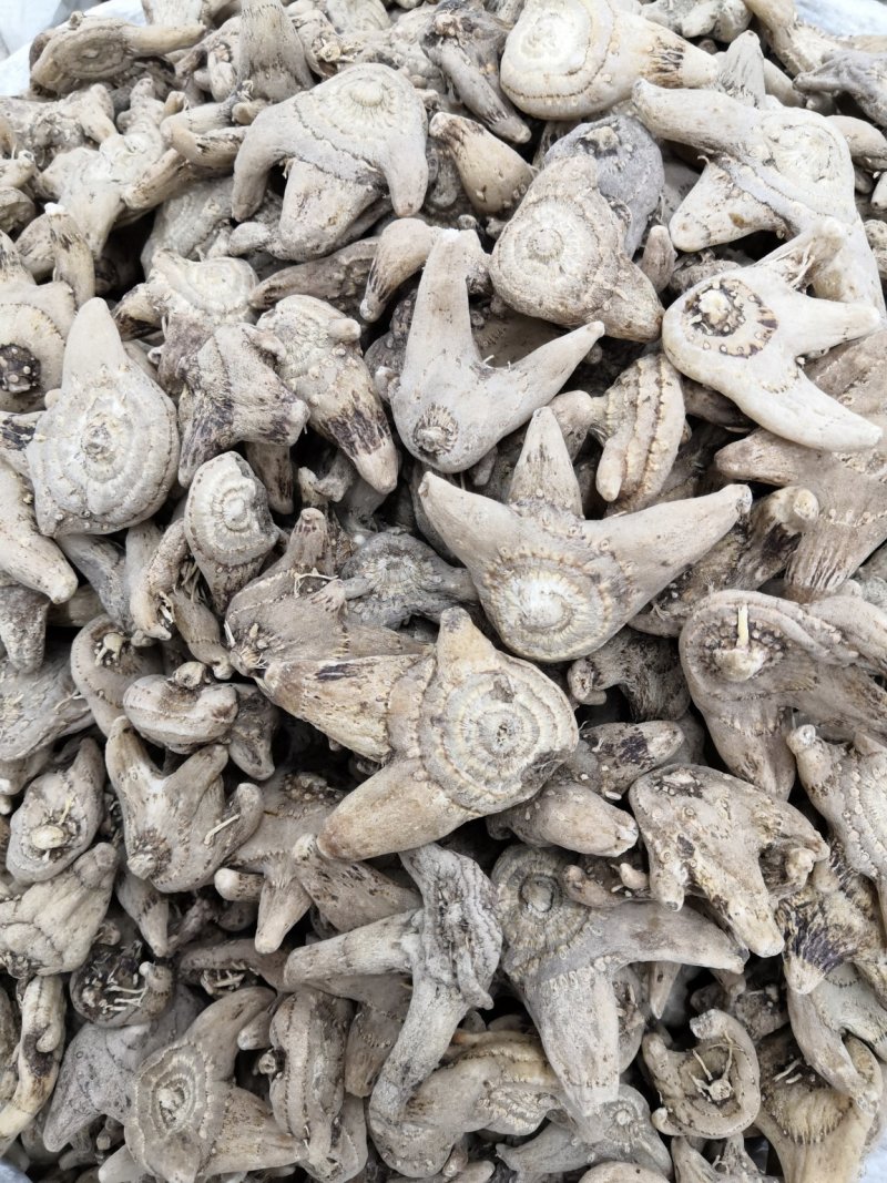 中药材三叉白及白芨白芨片子各种规格新货