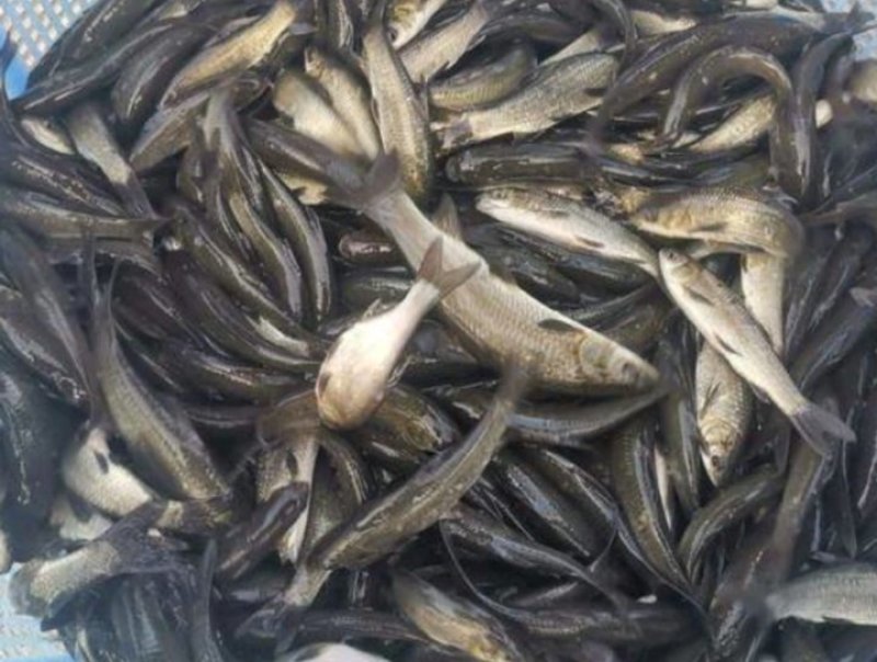 青鱼，螺狮青，长势快，品质好，成活高，耐运输