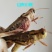 2019新鲜蚂蚱1斤/3斤昆虫活体冷冻东亚飞蝗虫公母蚂蚱