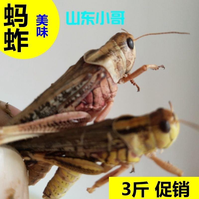 2019新鲜蚂蚱1斤/3斤昆虫活体冷冻东亚飞蝗虫公母蚂蚱