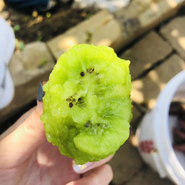 博山碧玉猕猴桃泰山一号