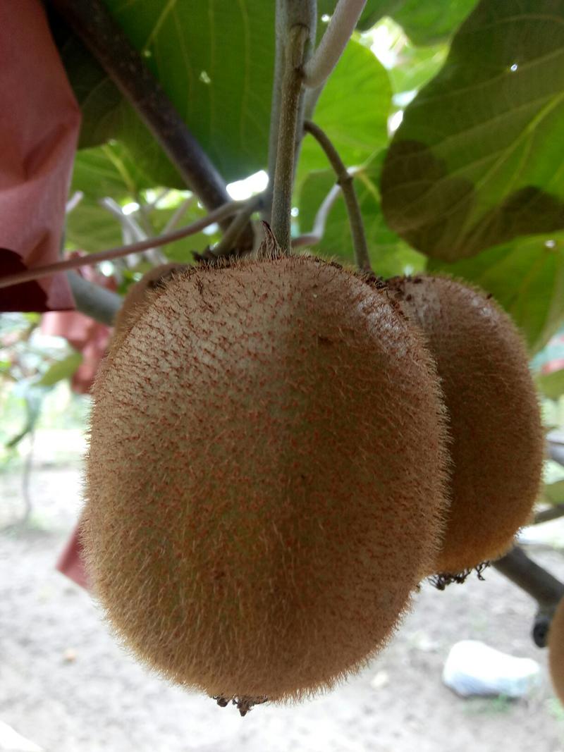 海沃德猕猴桃原产地一手货源各种规格品质实力供货绿奇异果