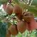 海沃德猕猴桃原产地一手货源各种规格品质实力供货绿奇异果