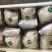 【海麟玉品】东北猴头菇鲜猴头菇有机绿标产地直发