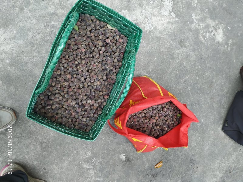 稔子干