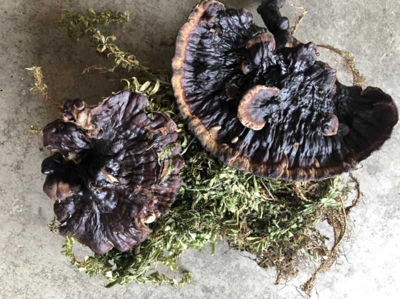 贵州深山老林野生灵芝