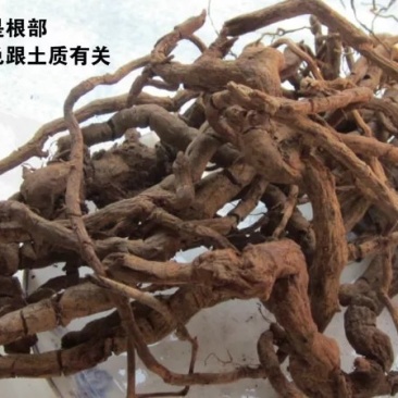 无硫黑老虎根价钻骨风冷饭团钻山风农家初选