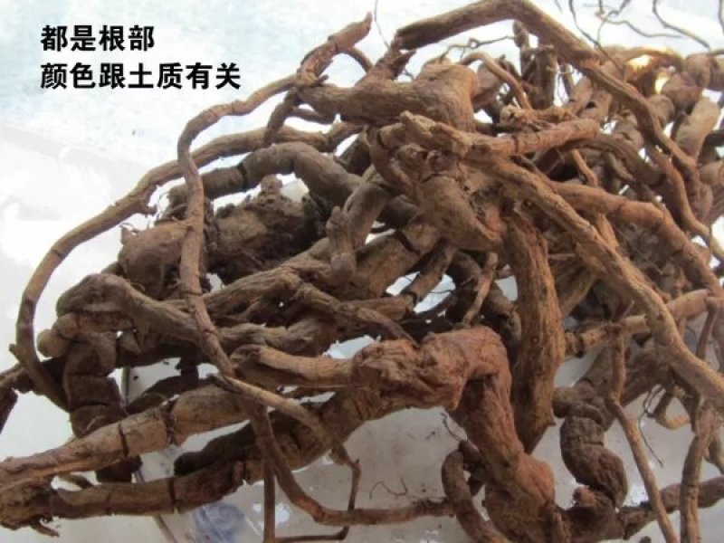 无硫黑老虎根价钻骨风冷饭团钻山风农家初选