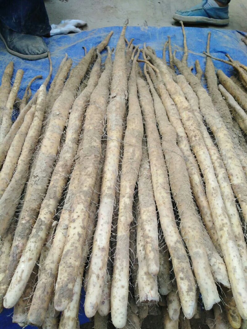 小白嘴麻山药