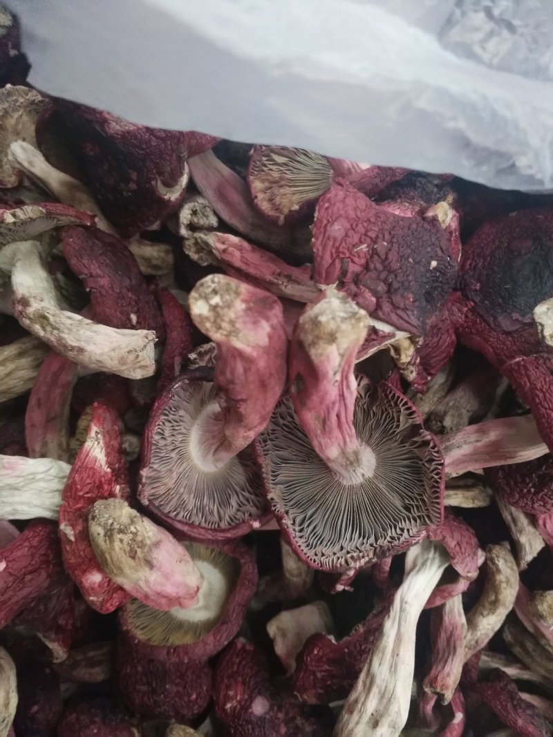 红菇开菇，云南高原正红菇蓝底灰脚，月子菇