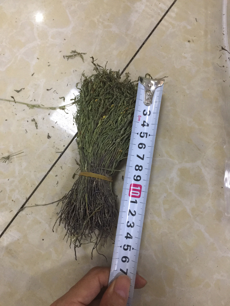 独脚金2022新货