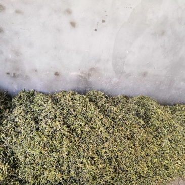 出售黑龙江拜泉豆角丝