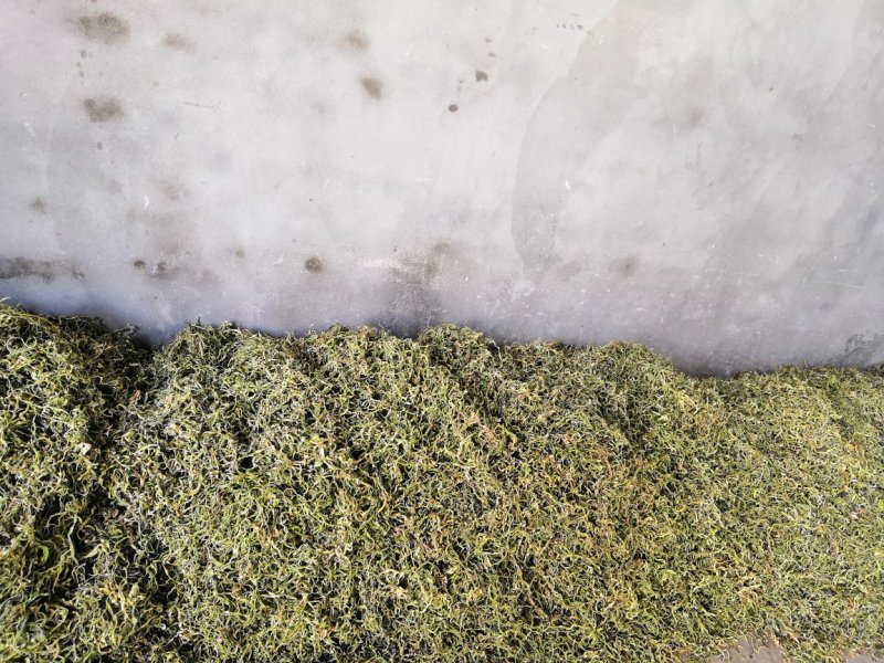 出售黑龙江拜泉豆角丝