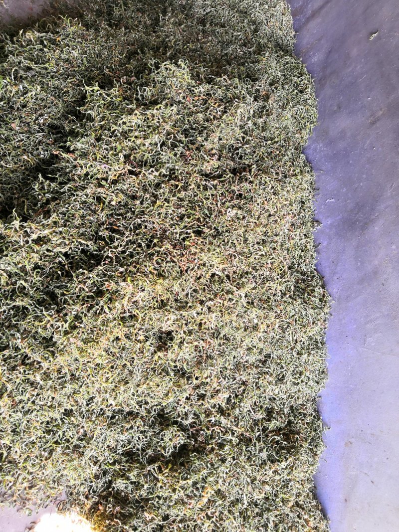 出售黑龙江拜泉豆角丝