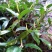 双叶中果石橄榄（福建地区包邮）