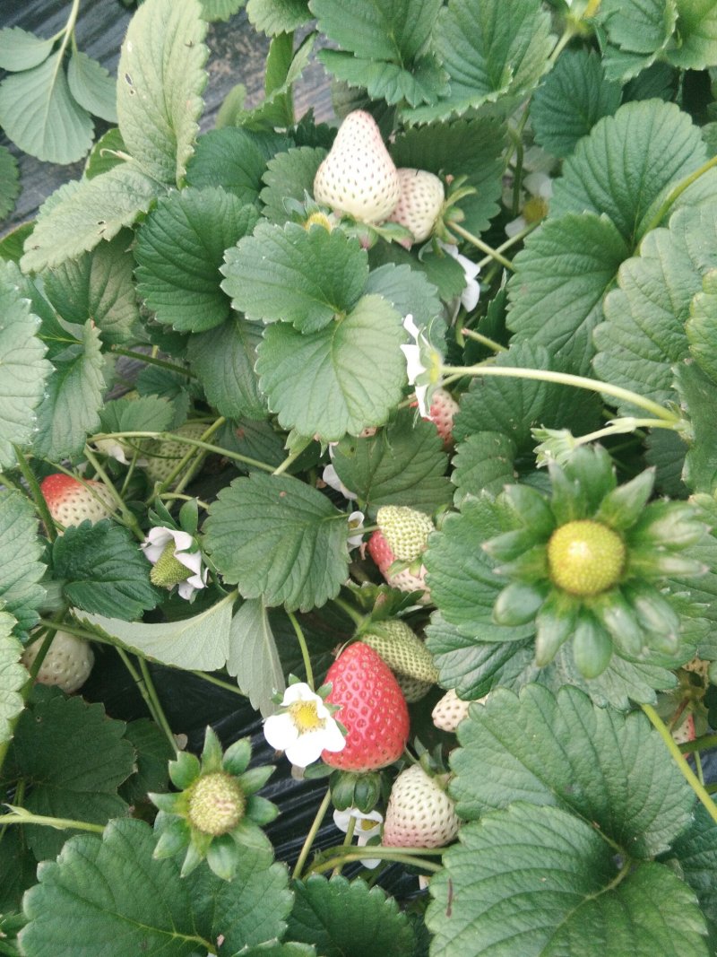 【赛娃草莓苗】一年四季都在结果的四季草莓苗草莓苗新品种