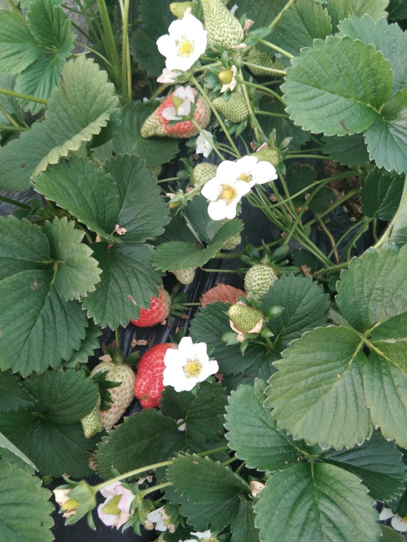 【赛娃草莓苗】一年四季都在结果的四季草莓苗草莓苗新品种