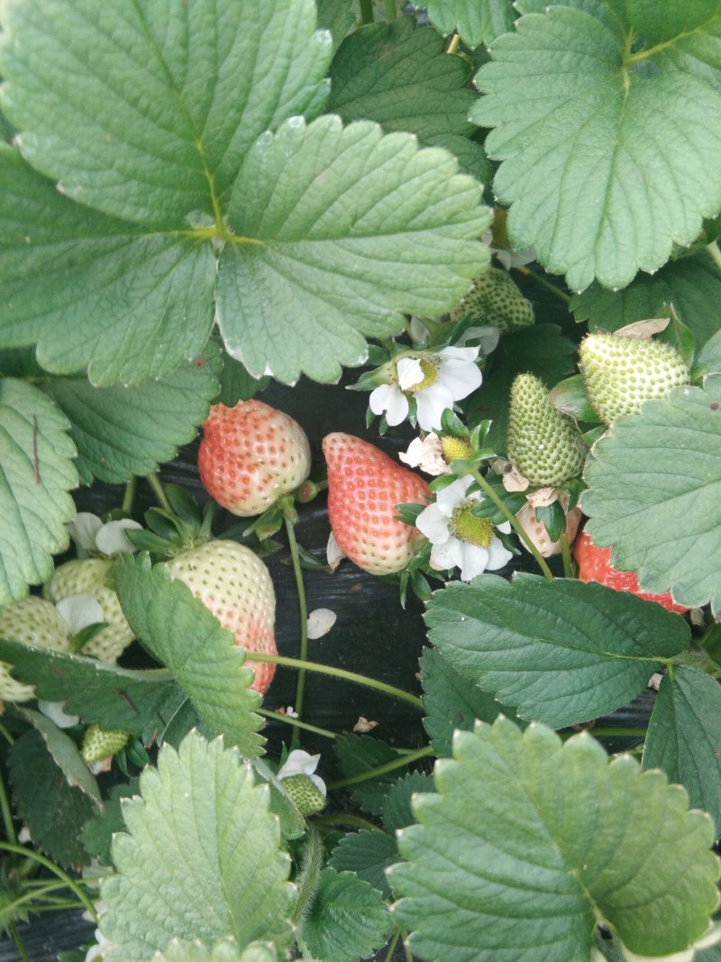 【赛娃草莓苗】一年四季都在结果的四季草莓苗草莓苗新品种