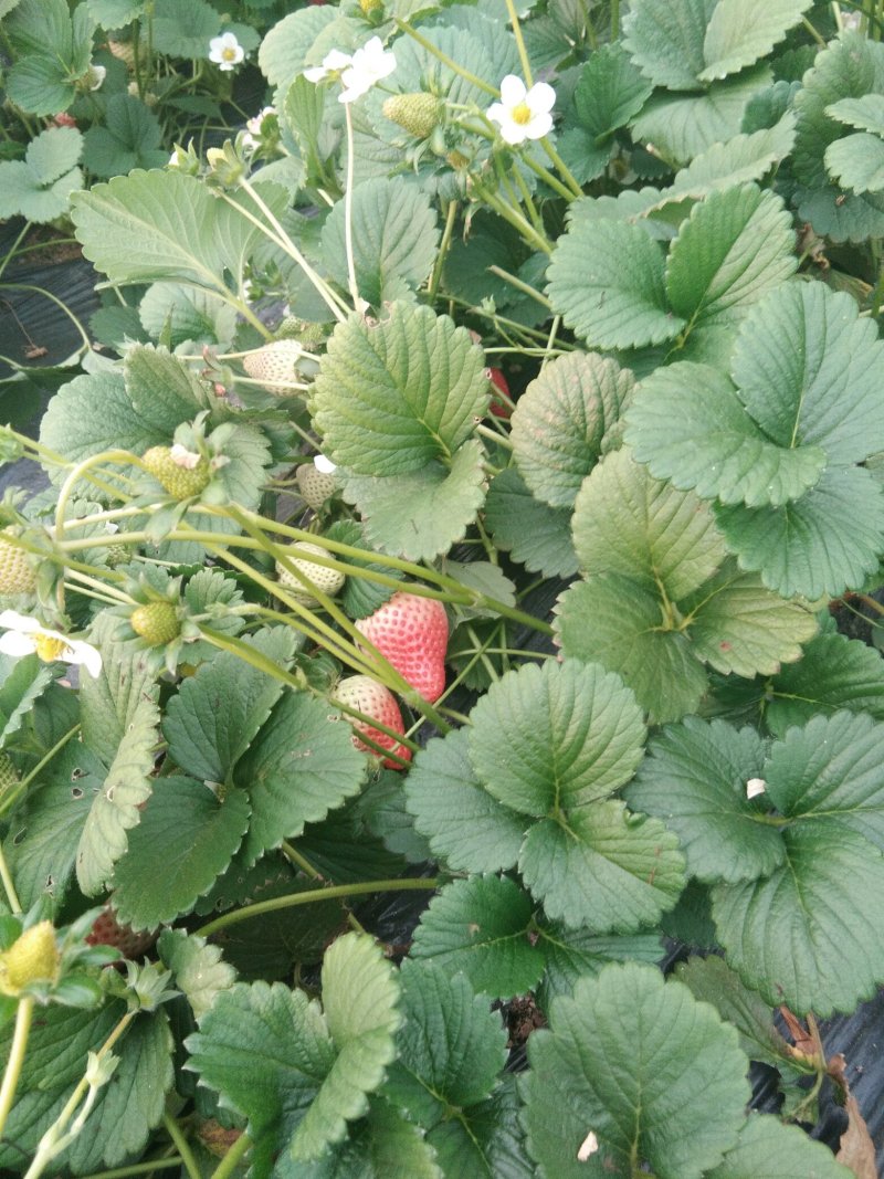 【赛娃草莓苗】一年四季都在结果的四季草莓苗草莓苗新品种
