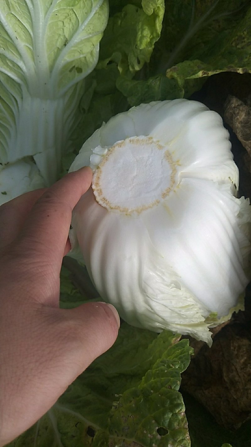 东北黄心大白菜秋宝秋鹭大秋黄上市了经销处，