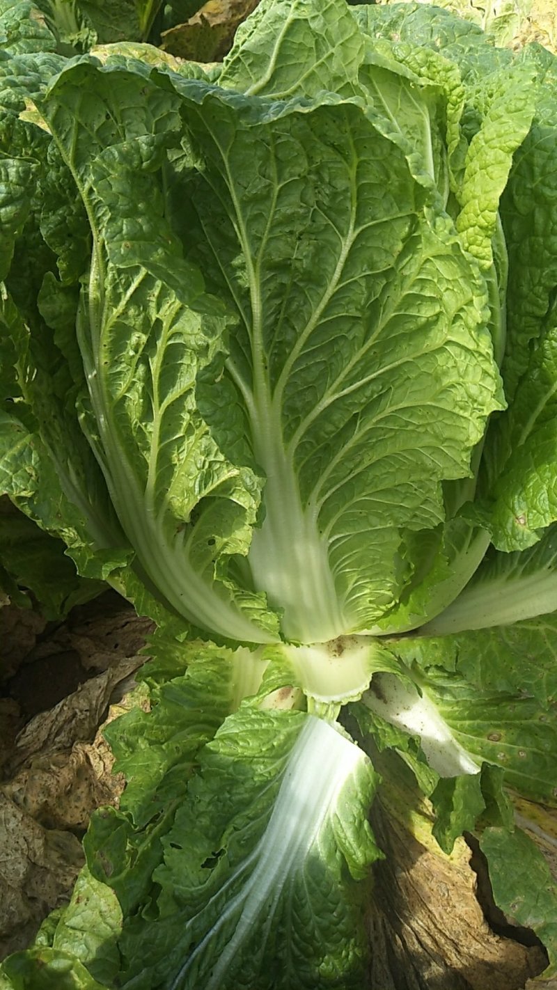 东北黄心大白菜秋宝秋鹭大秋黄上市了经销处，
