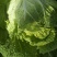 东北黄心大白菜秋宝秋鹭大秋黄上市了经销处，