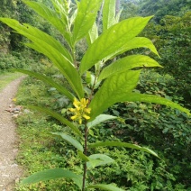 黄花倒水莲种苗