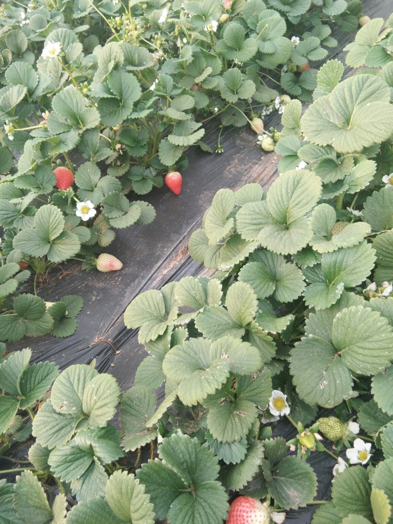 【美德莱特草莓苗】四季都在结果的四季草莓苗价格定品种