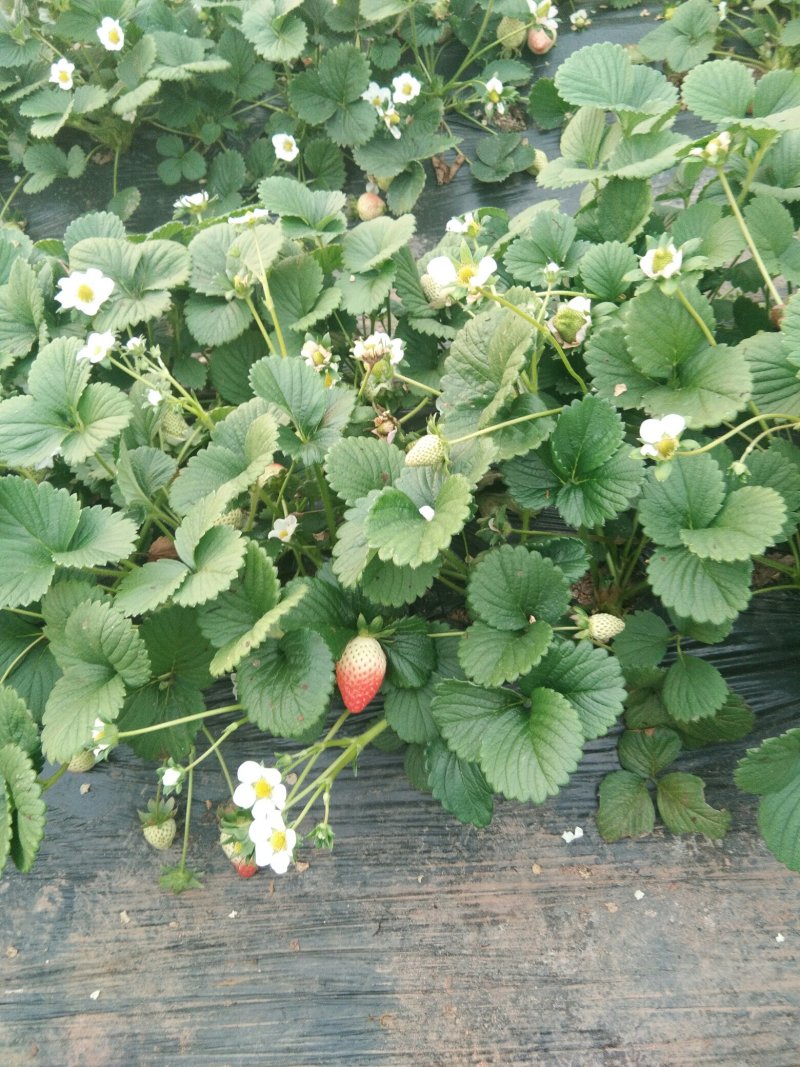 【美德莱特草莓苗】四季都在结果的四季草莓苗价格定品种