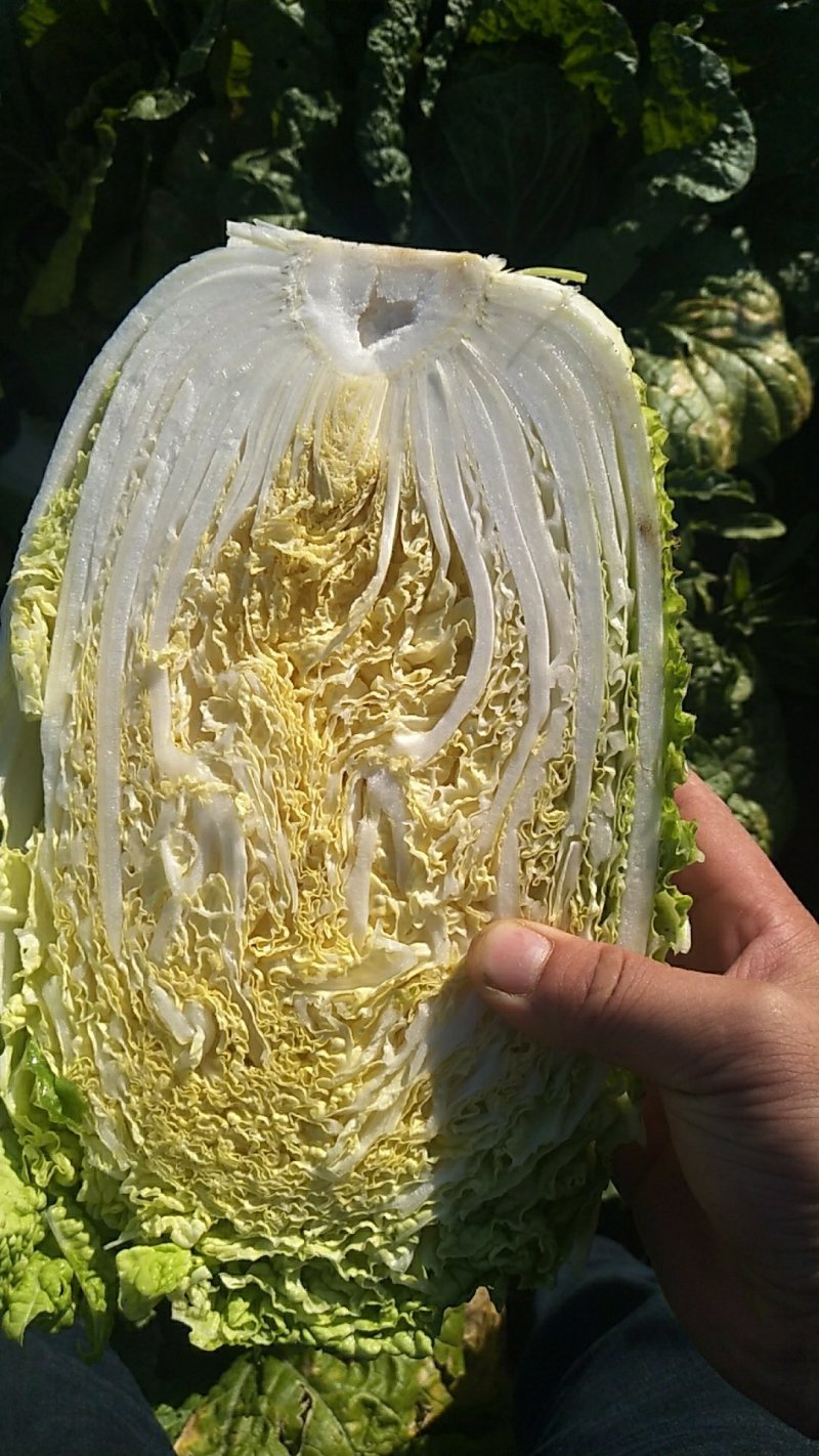 东北黄心大白菜秋宝秋黄秋鹭好菜经销处