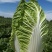 东北黄心大白菜秋宝秋黄秋鹭好菜经销处