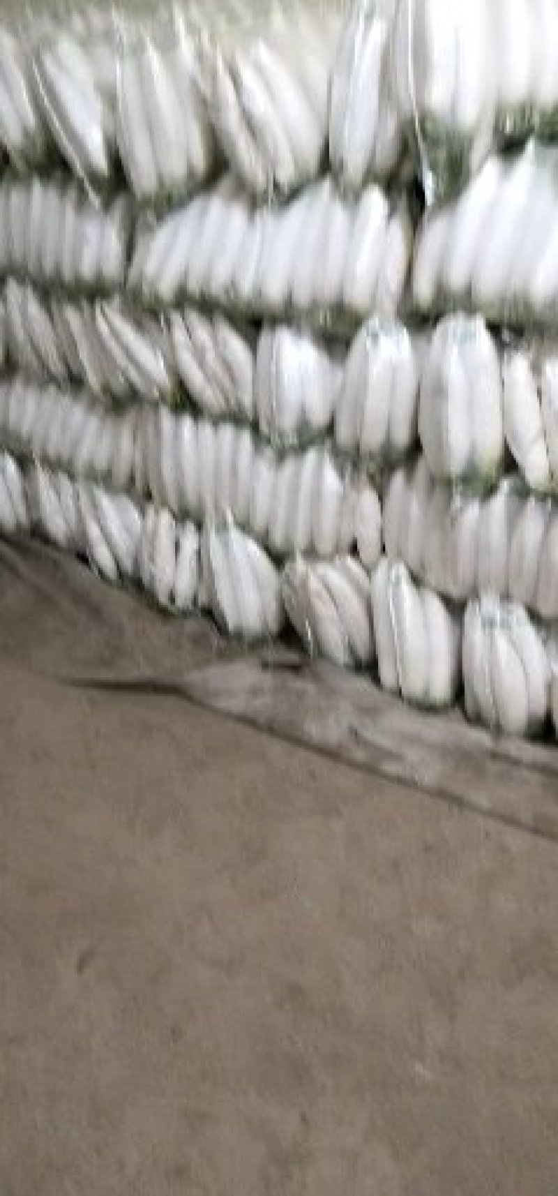 白萝卜电商，加工厂，市场白萝卜基地上市，水洗萝卜养泥萝卜