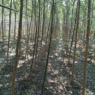 绿化苗木