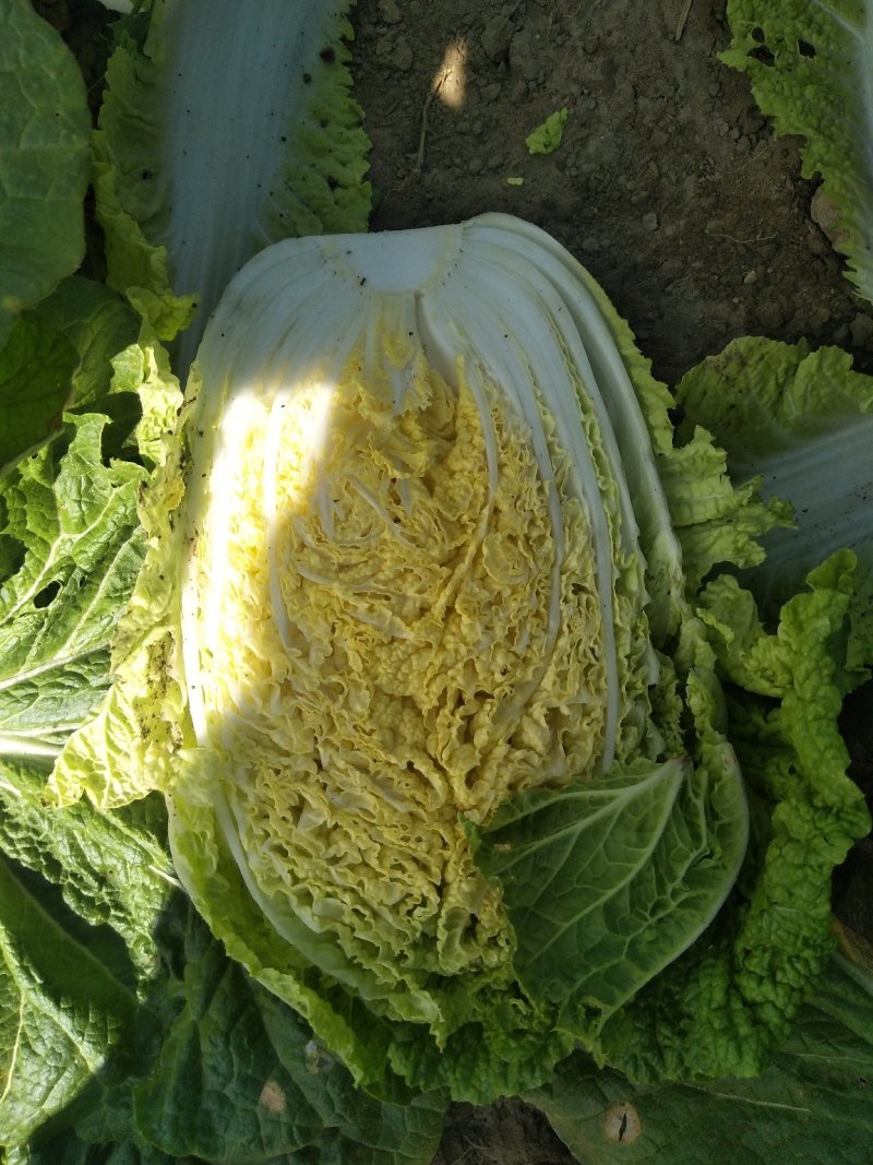 东北黑龙江大庆市肇州黄心大白菜秋宝秋黄经销处