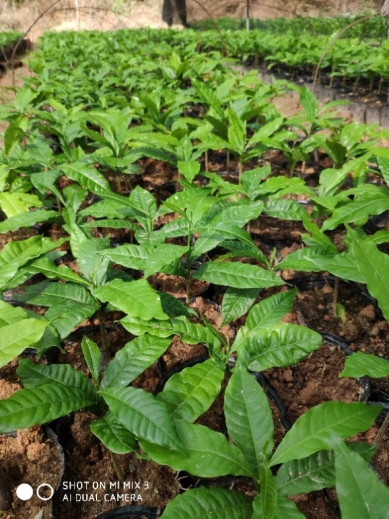 黄晶果杯苗，高15至20公分