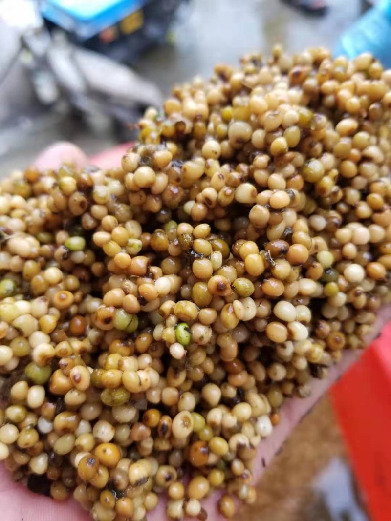 红花滇黄精发芽率90%以上支持货到付款
