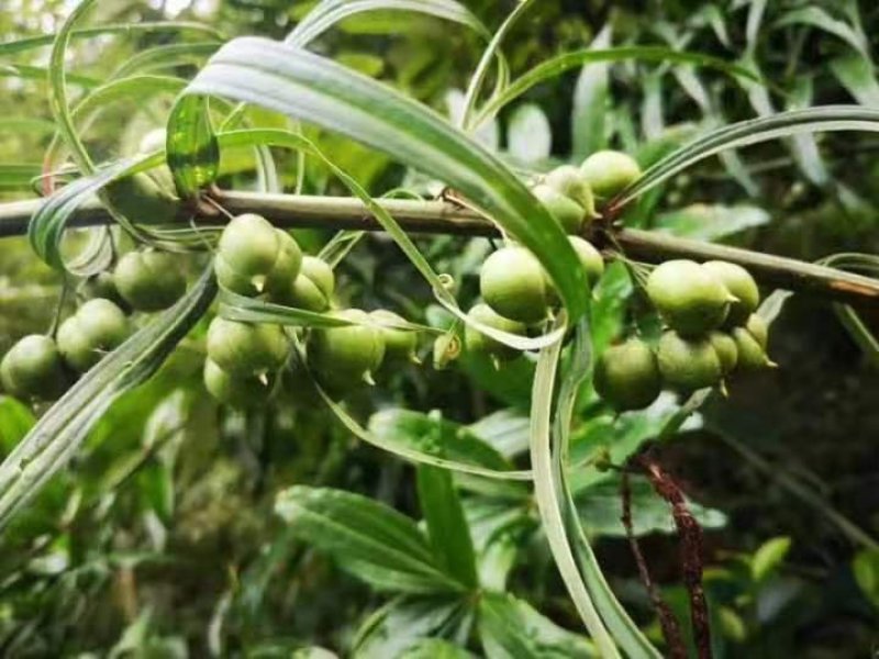 红花滇黄精发芽率90%以上支持货到付款