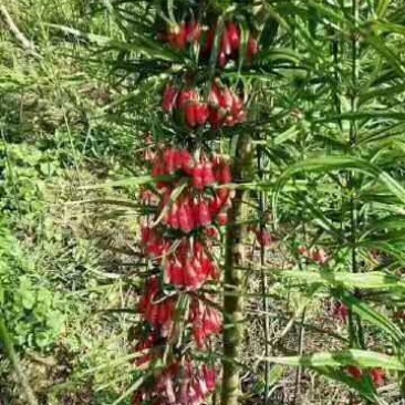 红花滇黄精发芽率90%以上支持货到付款