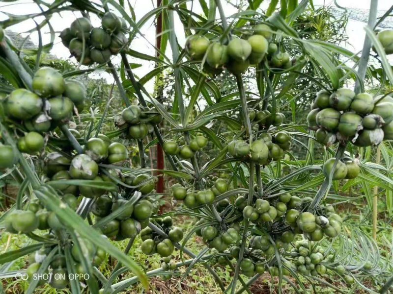 红花滇黄精发芽率90%以上支持货到付款