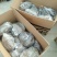 美德莱特草莓苗:一年四季都在结果的草莓苗品种:四季草莓苗