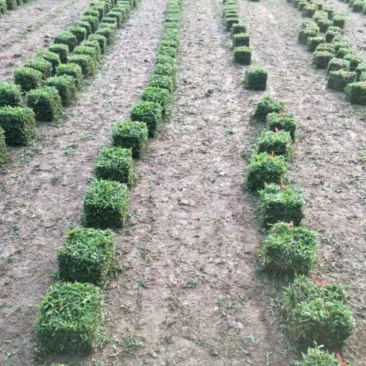 大叶油草