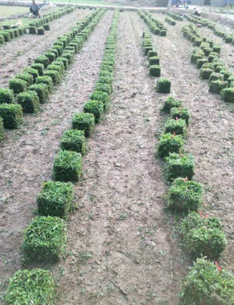 大叶油草