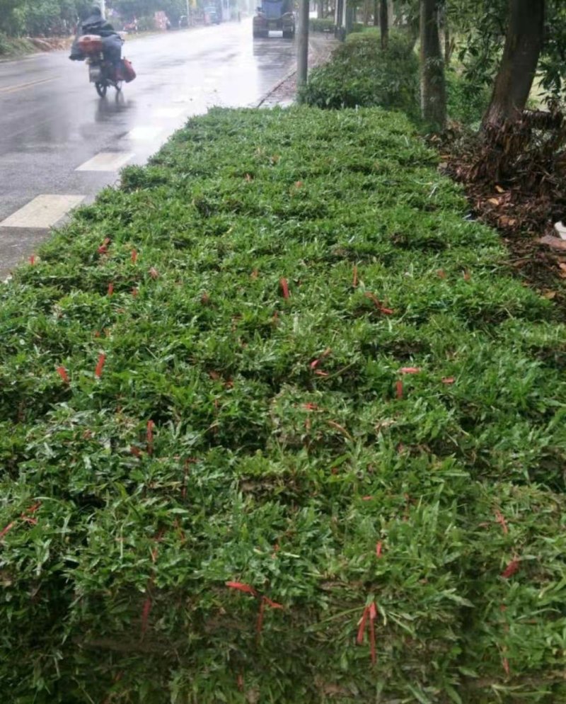 大叶油草