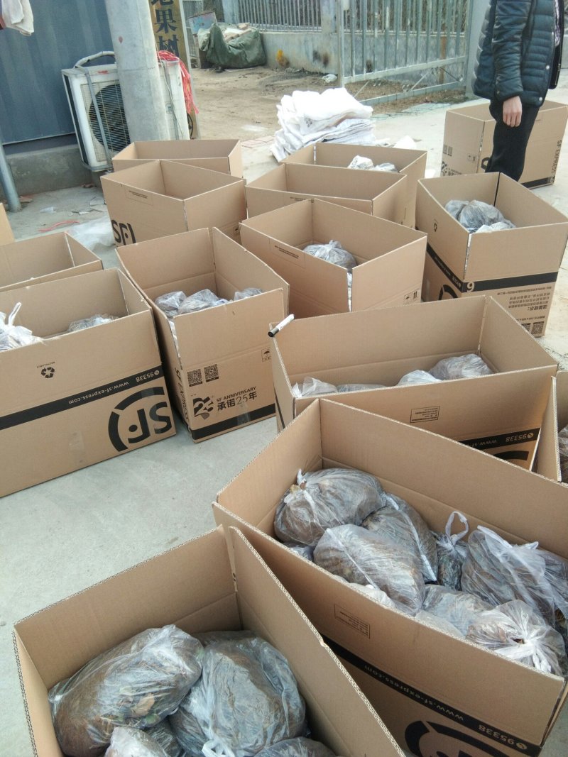 赛娃草莓苗:四季草莓苗:草莓苗新品种:四季都在结果的草莓