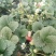赛娃草莓苗:四季草莓苗:草莓苗新品种:四季都在结果的草莓
