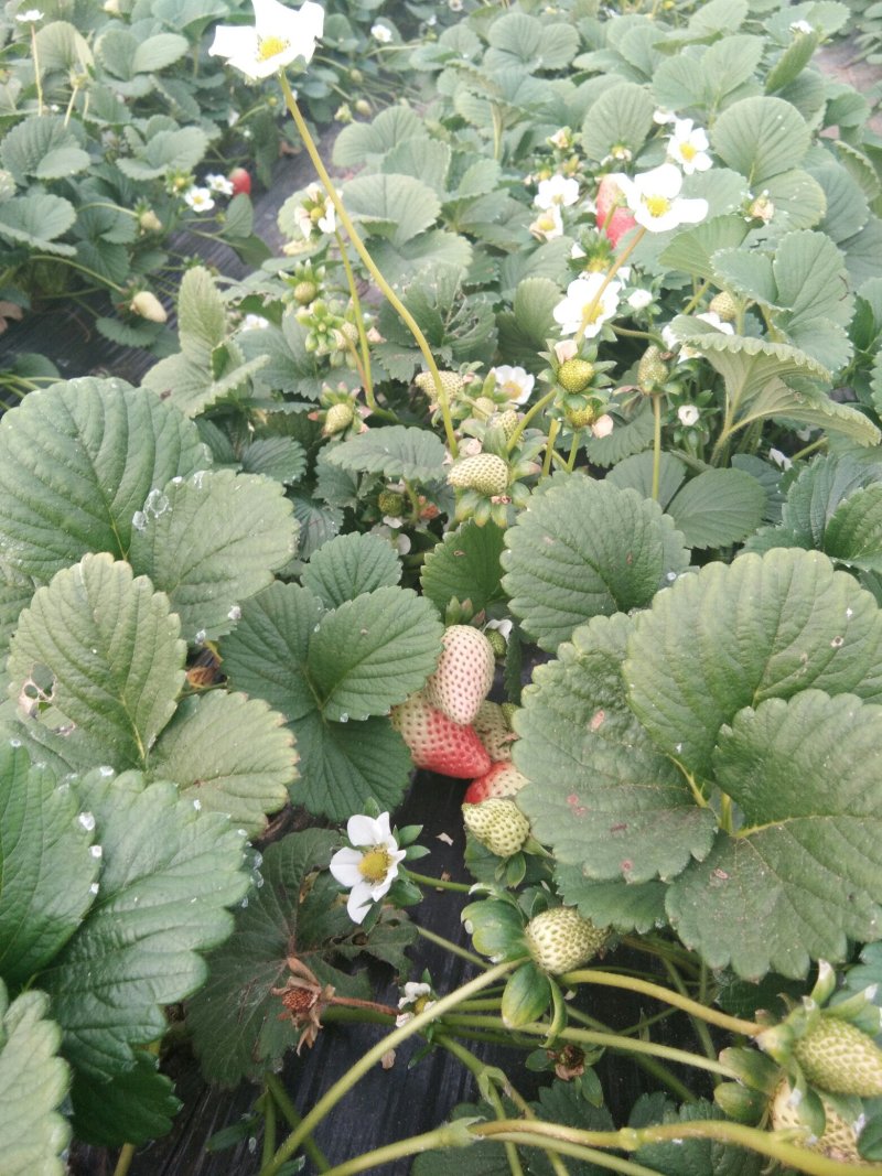 赛娃草莓苗:四季草莓苗:草莓苗新品种:四季都在结果的草莓