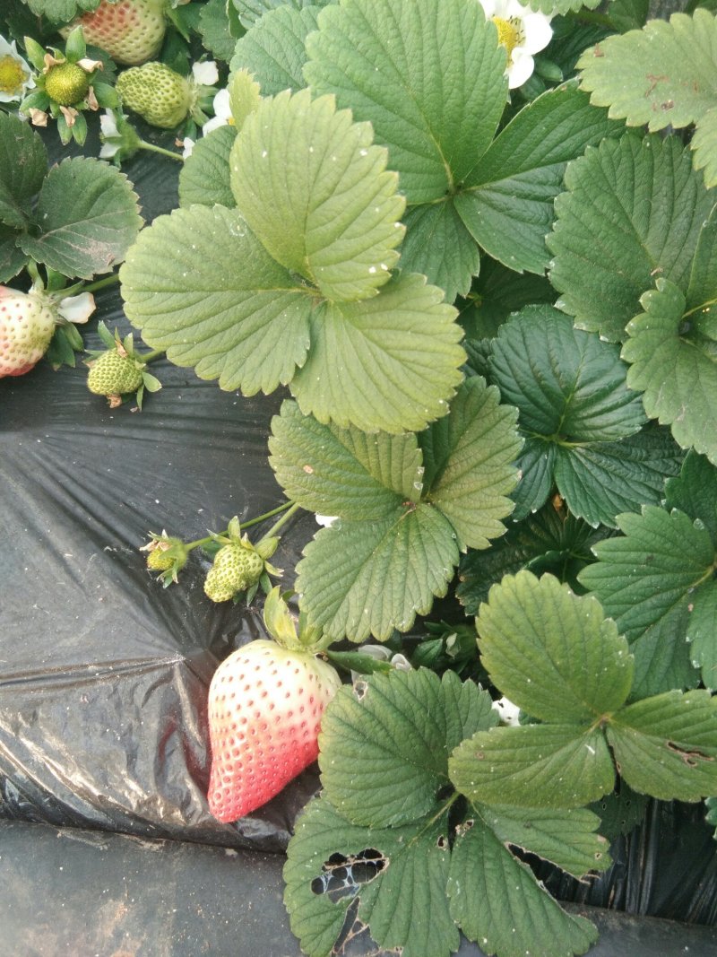 赛娃草莓苗:四季草莓苗:草莓苗新品种:四季都在结果的草莓