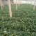 赛娃草莓苗:四季草莓苗:草莓苗新品种:四季都在结果的草莓